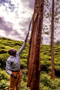 USAID Measuring Impact Conservation Enterprise Retrospective (Uganda; International Gorilla Conservation Program)