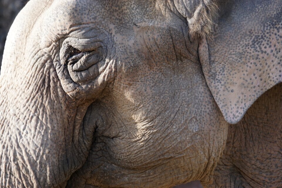 Elephant leittier zoo