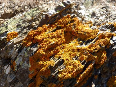 Orange texture moss photo