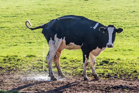 Pee pee-pee agriculture