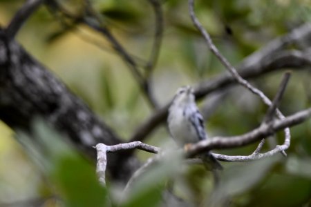 black-and-white warbler photo