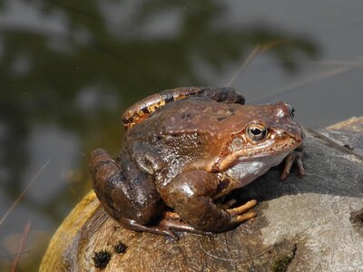 Nature animal bach