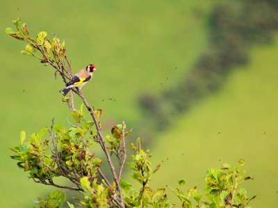 Borth Goldfinch. photo