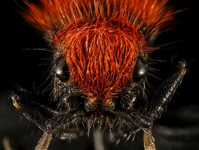 Insect macro overview