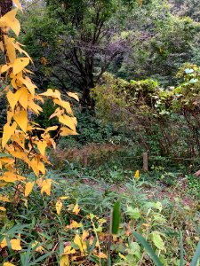 Noyamakita-Rokudoyama Park in Musashimurayama-shi