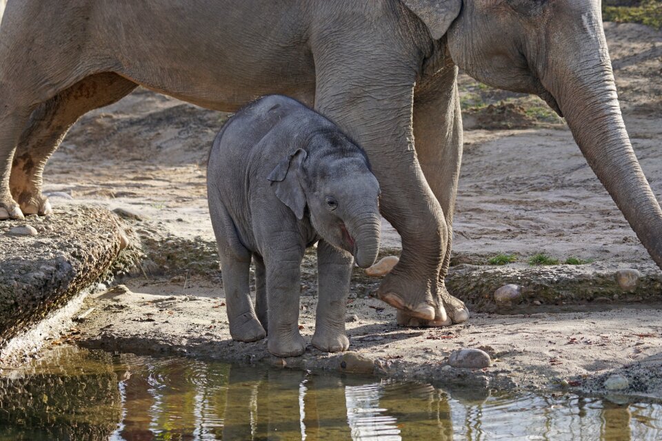 Elephant baby zoo