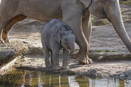 Elephant baby zoo photo