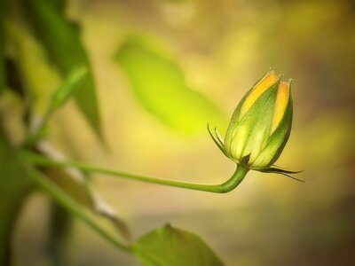 Nature fresh macro