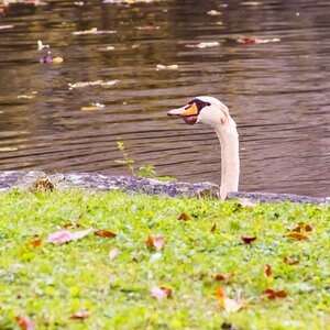 Swan head head water photo