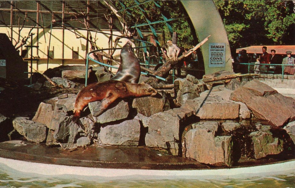 Postcard: Seals and Monkeys, Stanley Park Zoo, c.1955