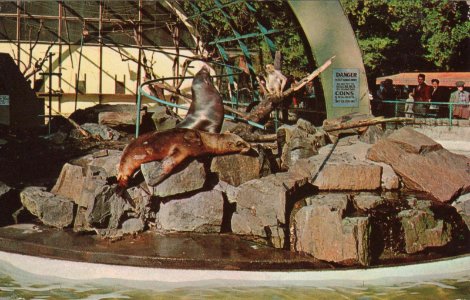 Postcard: Seals and Monkeys, Stanley Park Zoo, c.1955