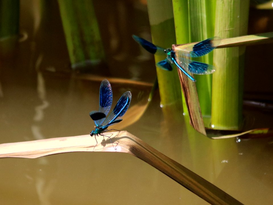 Banded Demoiselles. HWW