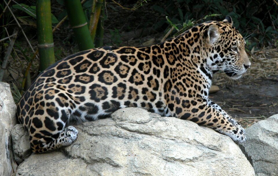 Wild animal pattern