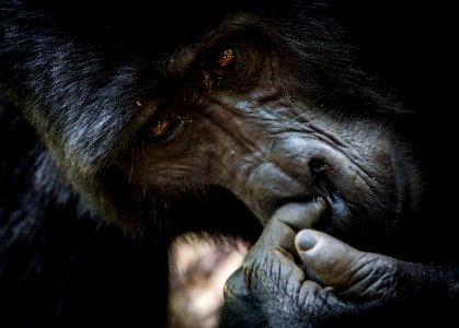 USAID Measuring Impact Conservation Enterprise Retrospective (Uganda; International Gorilla Conservation Program)