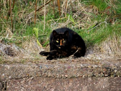 A Cheshire Cat. Explore. photo