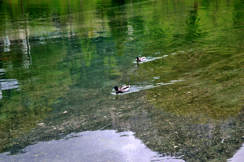 Königssee