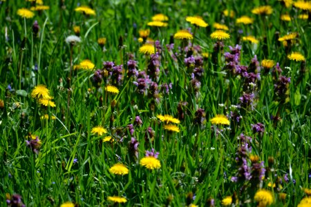 Dandelion