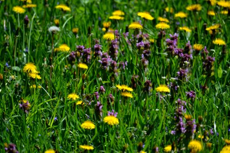 Dandelion photo