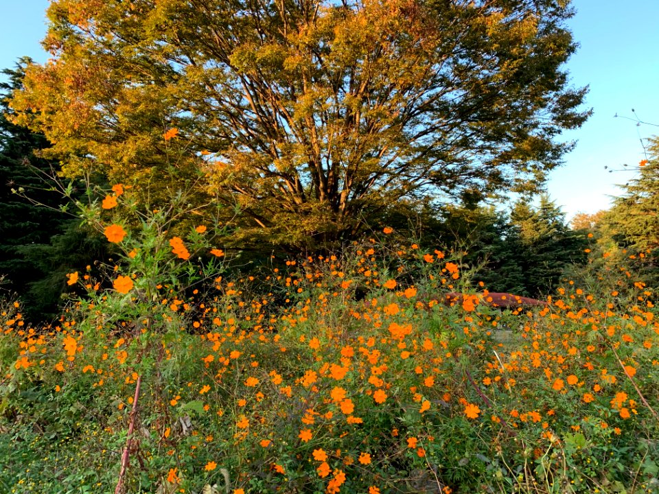 Hikarigaoka Park in Nerima-ku