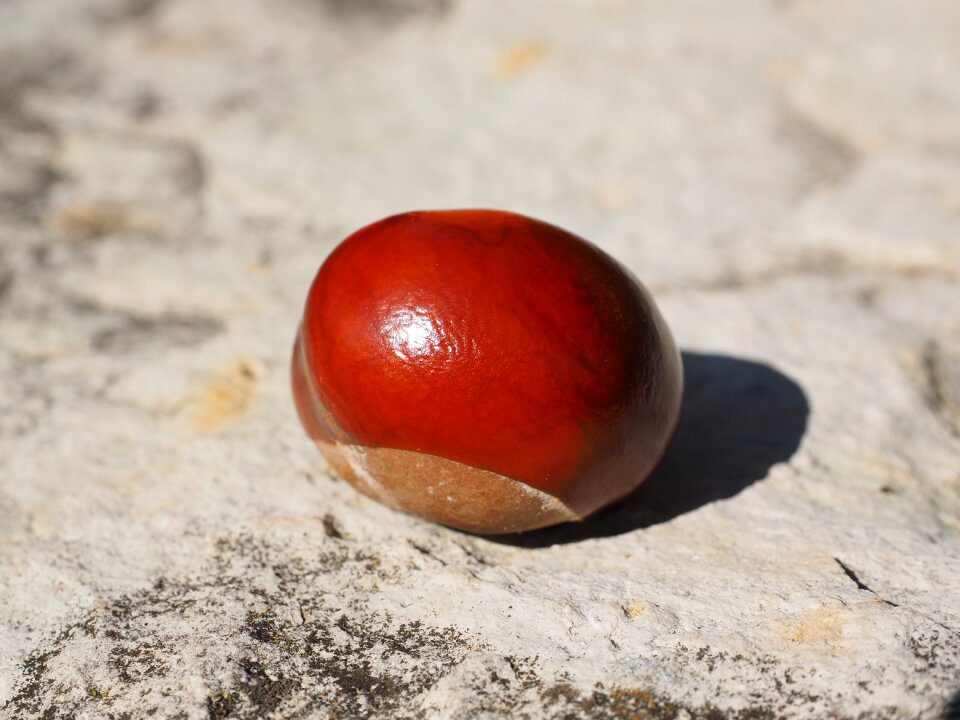 Shine buckeye autumn fruit
