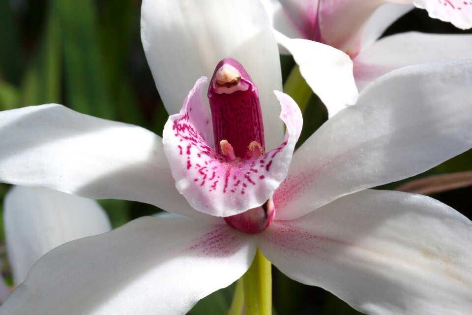 Cymbidium orchid orchidaceae