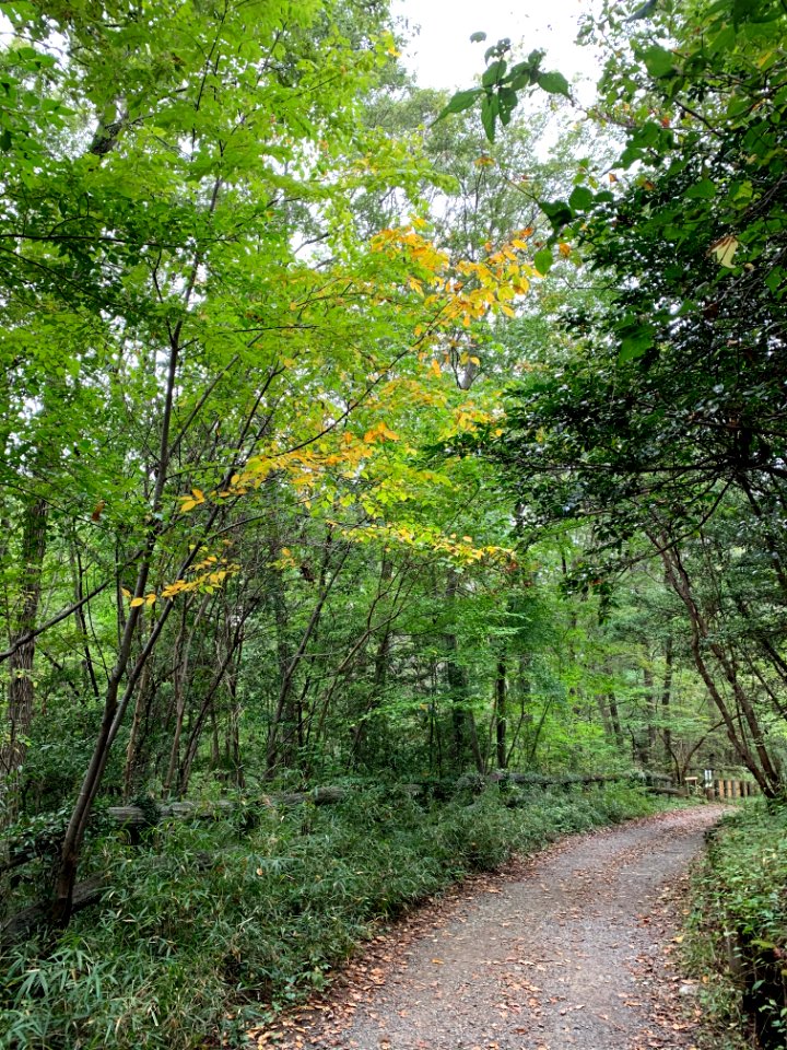 Noyamakita-Rokudoyama Park in Mitsugi, Musashimurayama-shi
