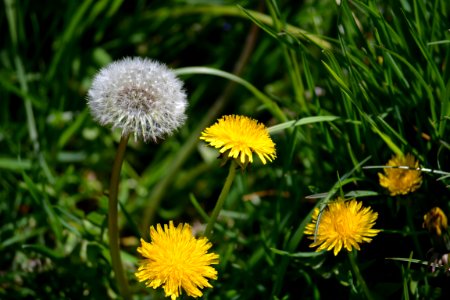 Dandelion photo