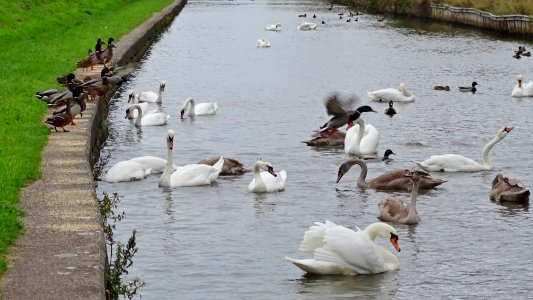 Middlewich Swans. photo