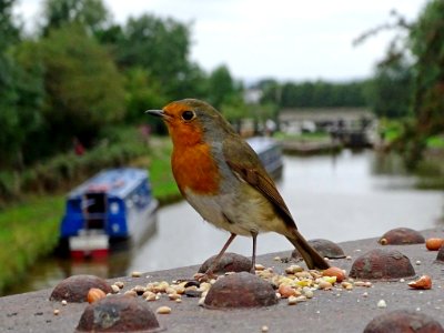 "Will Pose for Food" says Robin. photo