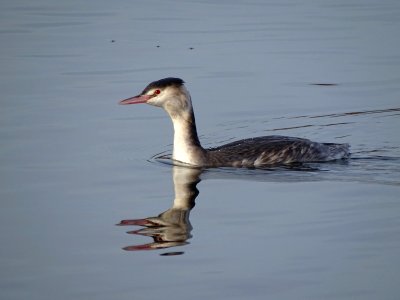 Great Crested Grebe @StaffsWildlife