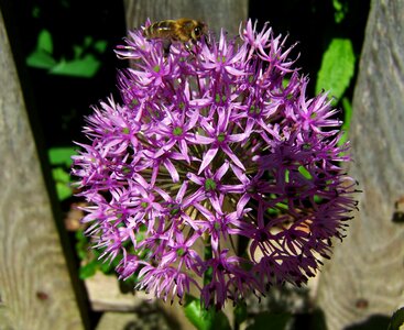 Flower bulbs bee purple flower photo