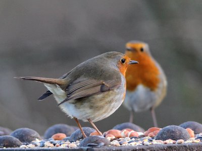 Fight or Mate? photo