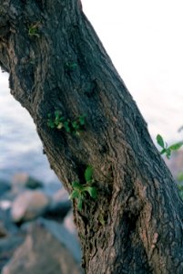 Gnarly Tree on Beach photo