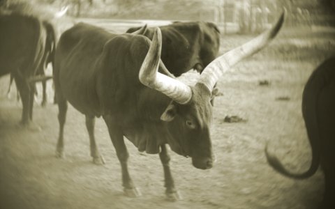 PB014362 BRING IN THE HORNS!