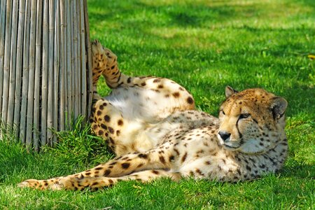 Cheetah zoo predator