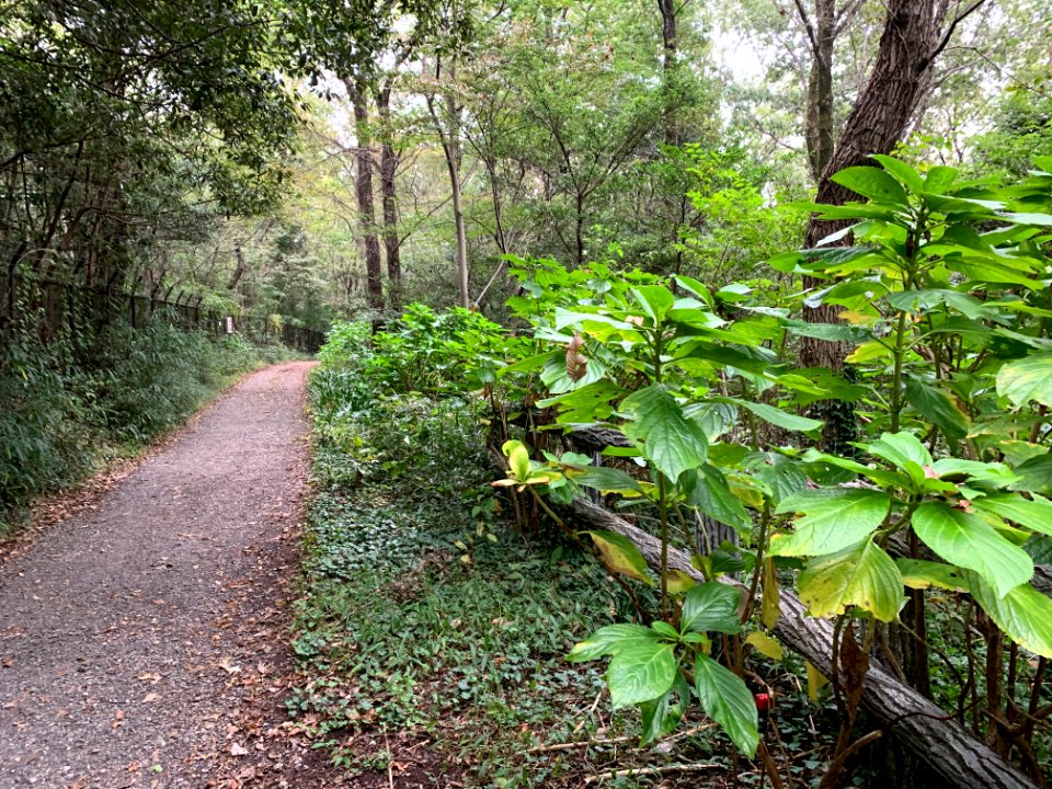 Noyamakita-Rokudoyama Park in Musashimurayama-shi