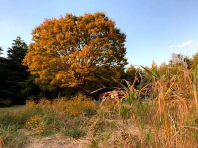 Hikarigaoka Park in Nerima-ku