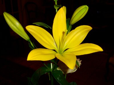 Lys yellow lily yellow flowers photo