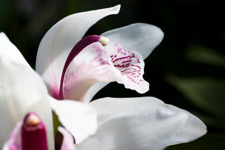 Cymbidium orchid orchidaceae