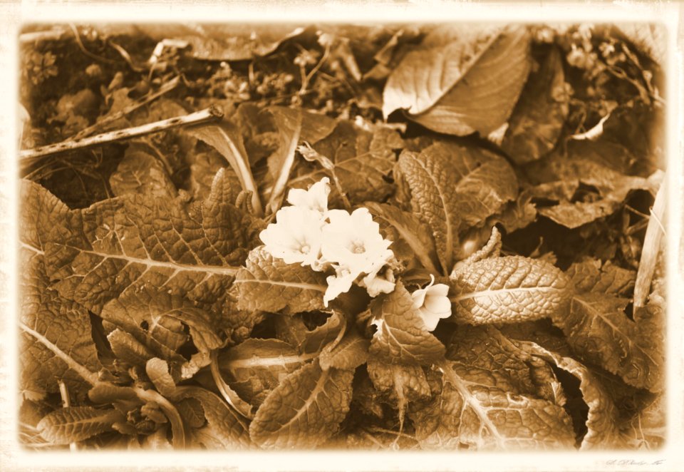 Vintage