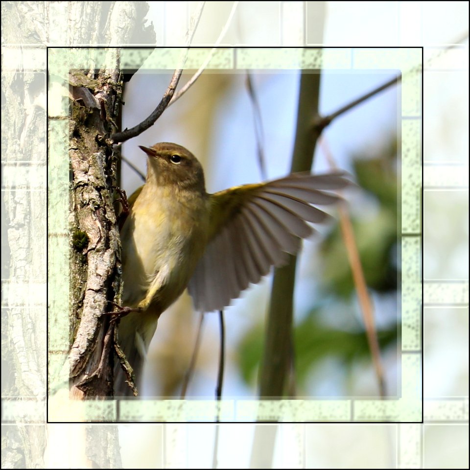 Wing of a Chiffchaff