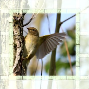 Wing of a Chiffchaff photo