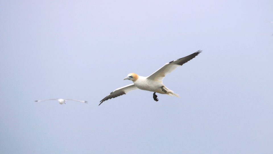 Gannet in the mist.