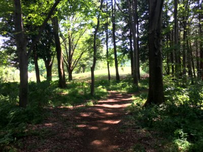 Koganei Park in Kodaira-shi