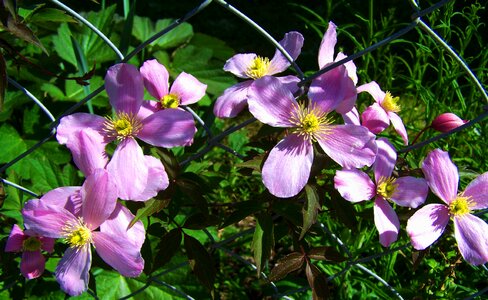 Pink clematis clematis trailer photo