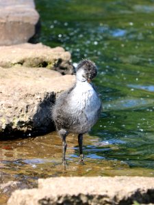 "Aren't I a Cute Cootling" photo