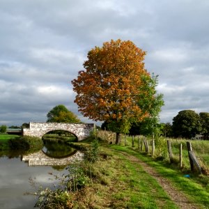 Autumnal Sycamore