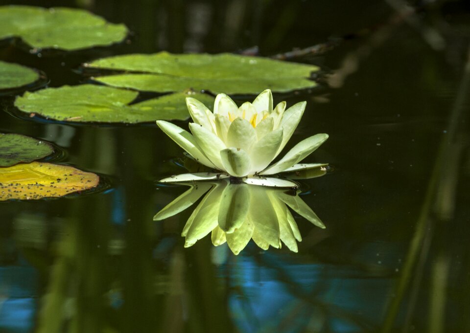 Green white flower
