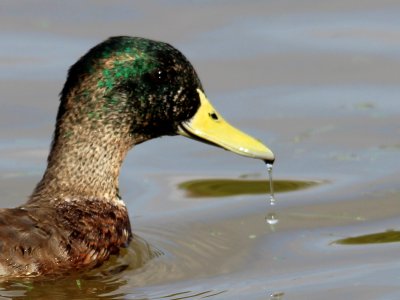 Water off a Ducks beak! photo