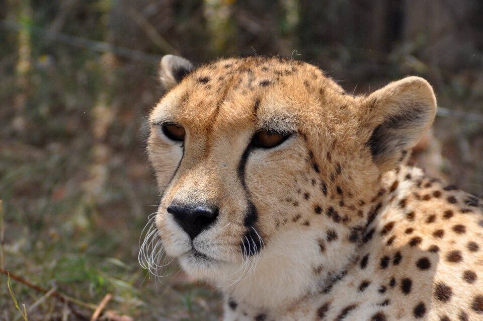 Safari wild wildlife